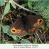 erebia medusa bakuriani